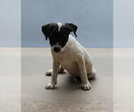 Small #5 Rat Terrier Mix
