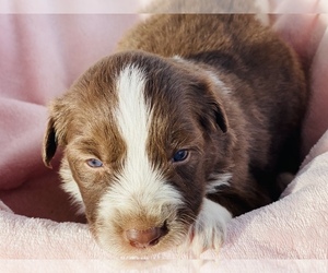 Border-Aussie Puppy for sale in BUCKEYE, AZ, USA