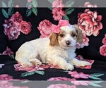 Small Photo #5 Cavachon-Poodle (Miniature) Mix Puppy For Sale in BIRD IN HAND, PA, USA