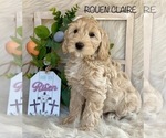 Small Photo #14 Australian Labradoodle Puppy For Sale in WASHINGTON, NC, USA