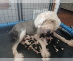 Small Photo #20 Sheepadoodle Puppy For Sale in INDEPENDENCE, MO, USA