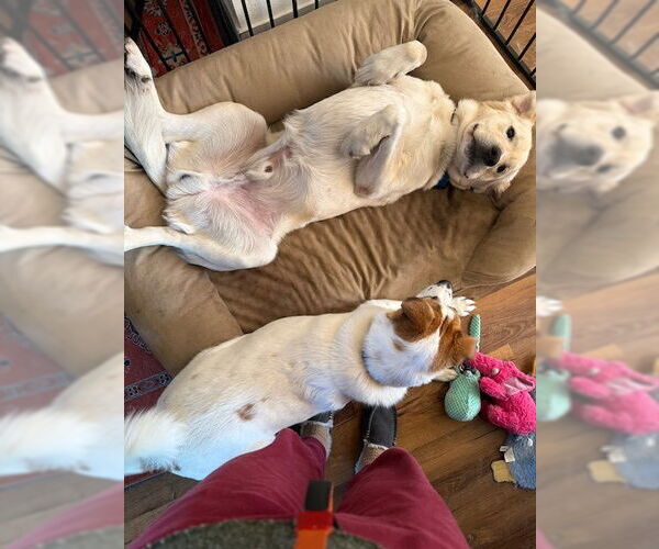 Medium Photo #4 Labrenees Puppy For Sale in Bend, OR, USA