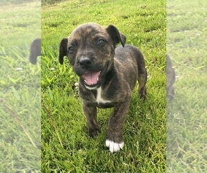 Boxer-Unknown Mix Dogs for adoption in Aurora, IN, USA