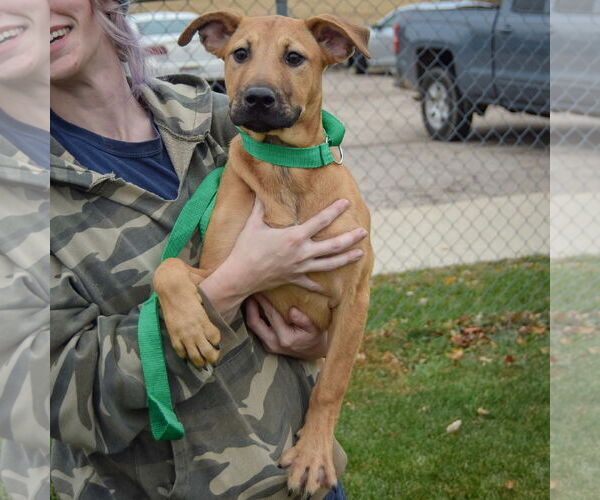 Medium Photo #5 Black Mouth Cur-German Shepherd Dog Mix Puppy For Sale in Huntley, IL, USA