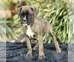 Boxer Puppy for sale in HONEY BROOK, PA, USA