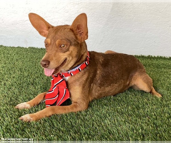 Medium Photo #2 Australian Kelpie-Chihuahua Mix Puppy For Sale in San Diego, CA, USA