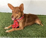 Small #1 Australian Kelpie-Chihuahua Mix