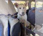 Small #2 German Shepherd Dog