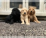 Small Photo #2 Goldendoodle (Miniature) Puppy For Sale in ONTARIO, CA, USA