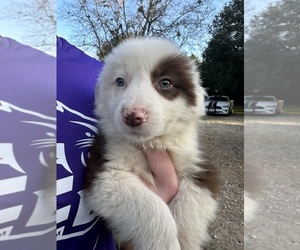 Border Collie Puppy for sale in WACO, TX, USA