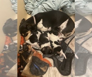 Mother of the Dachshund puppies born on 10/24/2022