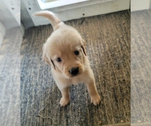 Golden Retriever Puppy for sale in HARTVILLE, MO, USA
