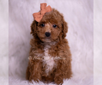 Small Photo #54 Poodle (Toy) Puppy For Sale in WARSAW, IN, USA
