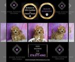 Small Photo #56 Maltipoo (Miniature) Puppy For Sale in WARSAW, IN, USA