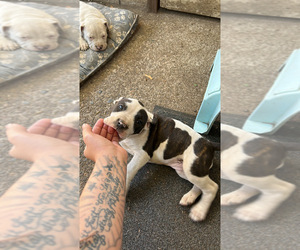 American Pit Bull Terrier Puppy for sale in BEAVERTON, OR, USA