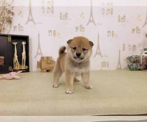 Shiba Inu Puppy for sale in HOLLYWOOD, CA, USA