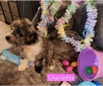 Puppy Charlotte Aussiedoodle