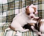 Small #6 Chihuahua