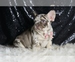Small #3 French Bulldog