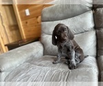 Puppy Female 1 German Shorthaired Pointer