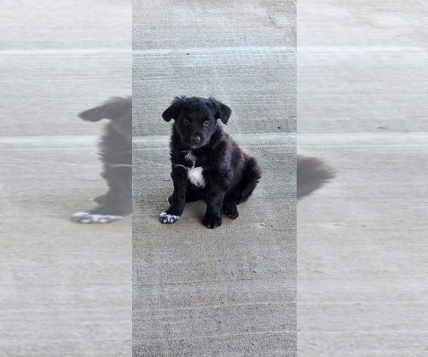 Medium Photo #1 Australian Shepherd Puppy For Sale in SULLIVAN, IN, USA