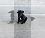Small Photo #1 Australian Shepherd Puppy For Sale in SULLIVAN, IN, USA