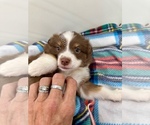 Small #1 Miniature Australian Shepherd