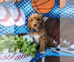 Small Photo #6 Cavapoo Puppy For Sale in KIRKWOOD, PA, USA
