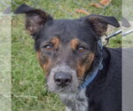 Small #3 Australian Shepherd Mix