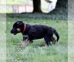 Small #2 German Shepherd Dog