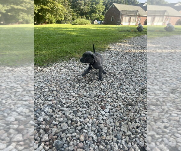 Medium Photo #1 Miniature Schnauzer-Unknown Mix Puppy For Sale in Mooresville, NC, USA