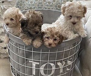 Maltipoo Puppy for Sale in ADELANTO, California USA