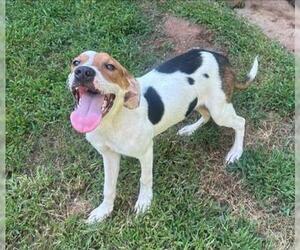 Mutt Dogs for adoption in Clarkesville, GA, USA