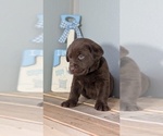 Small #6 Labrador Retriever