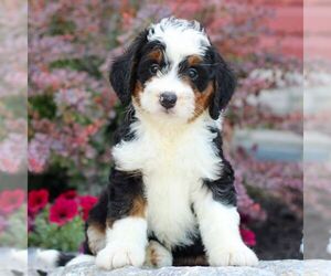 Bernedoodle (Miniature) Puppy for sale in LITITZ, PA, USA