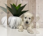 Puppy Orange Collar Golden Retriever