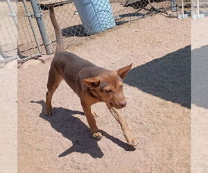 Skywalker - Male Australian Kelpie Dog for Adoption - Photo #8