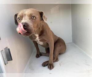 Mutt Dogs for adoption in Houston, TX, USA