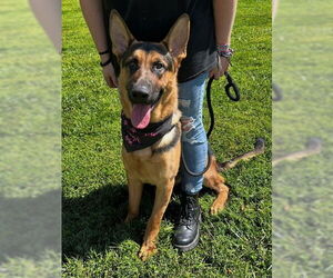 German Shepherd Dog-Unknown Mix Dogs for adoption in Warrenton, VA, USA