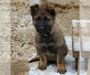 German Shepherd Dog Puppy for sale in ROCKPORT, IL, USA