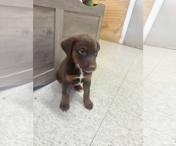 Medium Photo #3 Doberman Pinscher-Labrador Retriever Mix Puppy For Sale in Ponchatoula , LA, USA