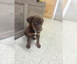 Small #2 Doberman Pinscher-Labrador Retriever Mix