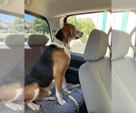 Small Photo #3 Treeing Walker Coonhound-Unknown Mix Puppy For Sale in Maryville, TN, USA