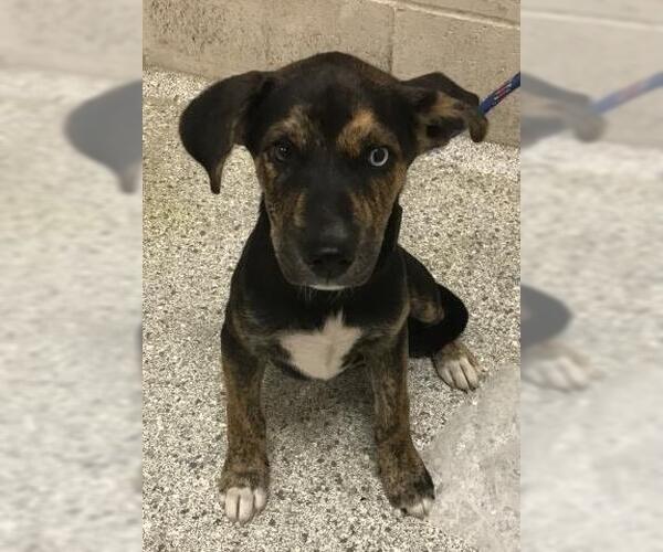 Medium Photo #1 Labrador Retriever-Unknown Mix Puppy For Sale in Conroe, TX, USA