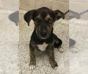 Labrador Retriever-Unknown Mix Dogs for adoption in Conroe, TX, USA