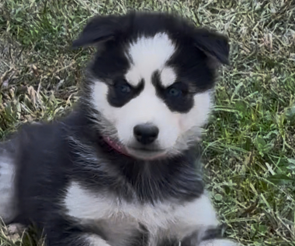 Medium Photo #9 Siberian Husky Puppy For Sale in WORTHINGTON, KY, USA
