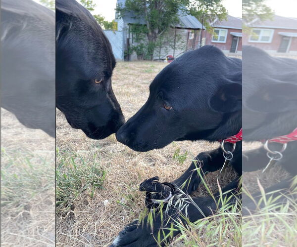 Medium Photo #4 Labrador Retriever-Unknown Mix Puppy For Sale in Sandy, UT, USA