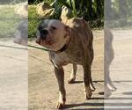 Small Boxer-Mastiff Mix