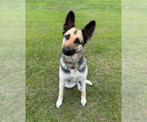 German Shepherd Dog Dogs for adoption in McKinney, TX, USA
