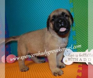 Mastiff Puppy for sale in CABOOL, MO, USA